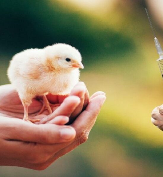 Poultry Vaccines & Medicines & Pet Food