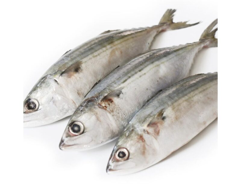 Frozen mackerel feature image