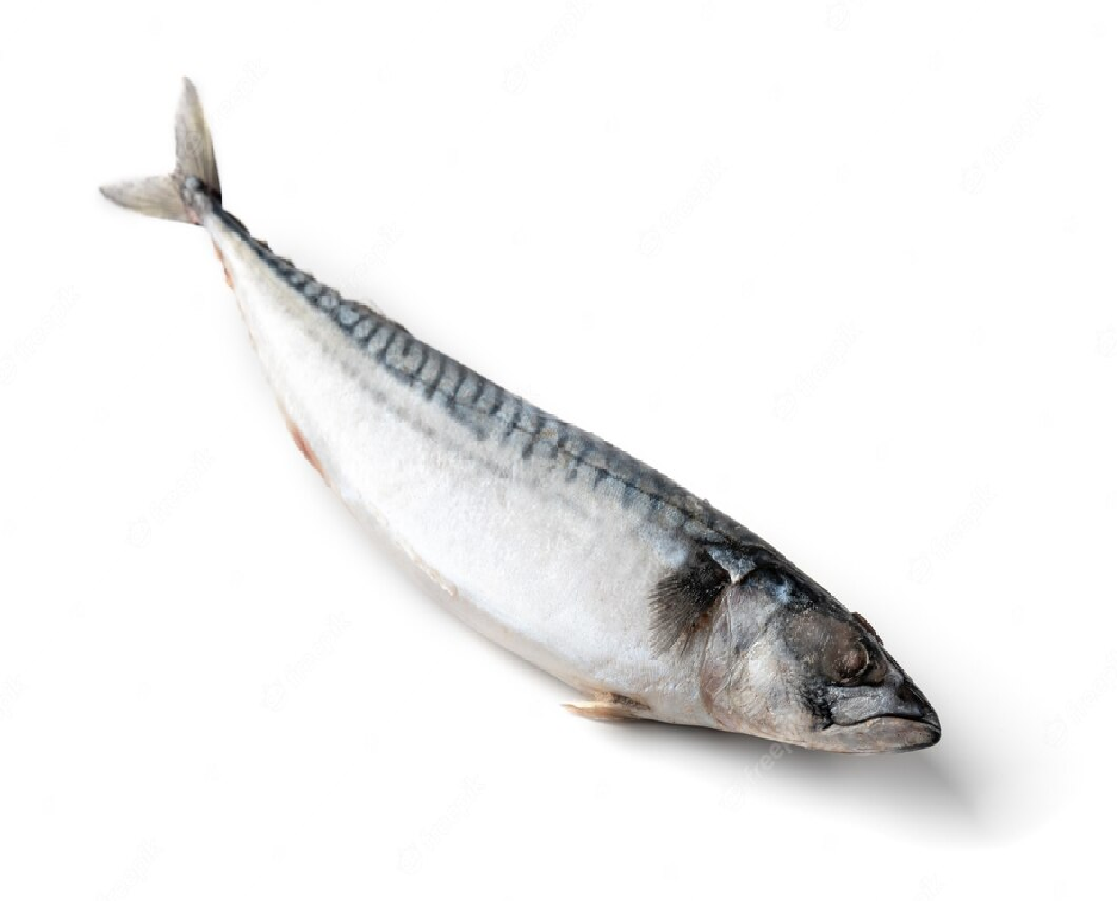 frozen mackerel 1