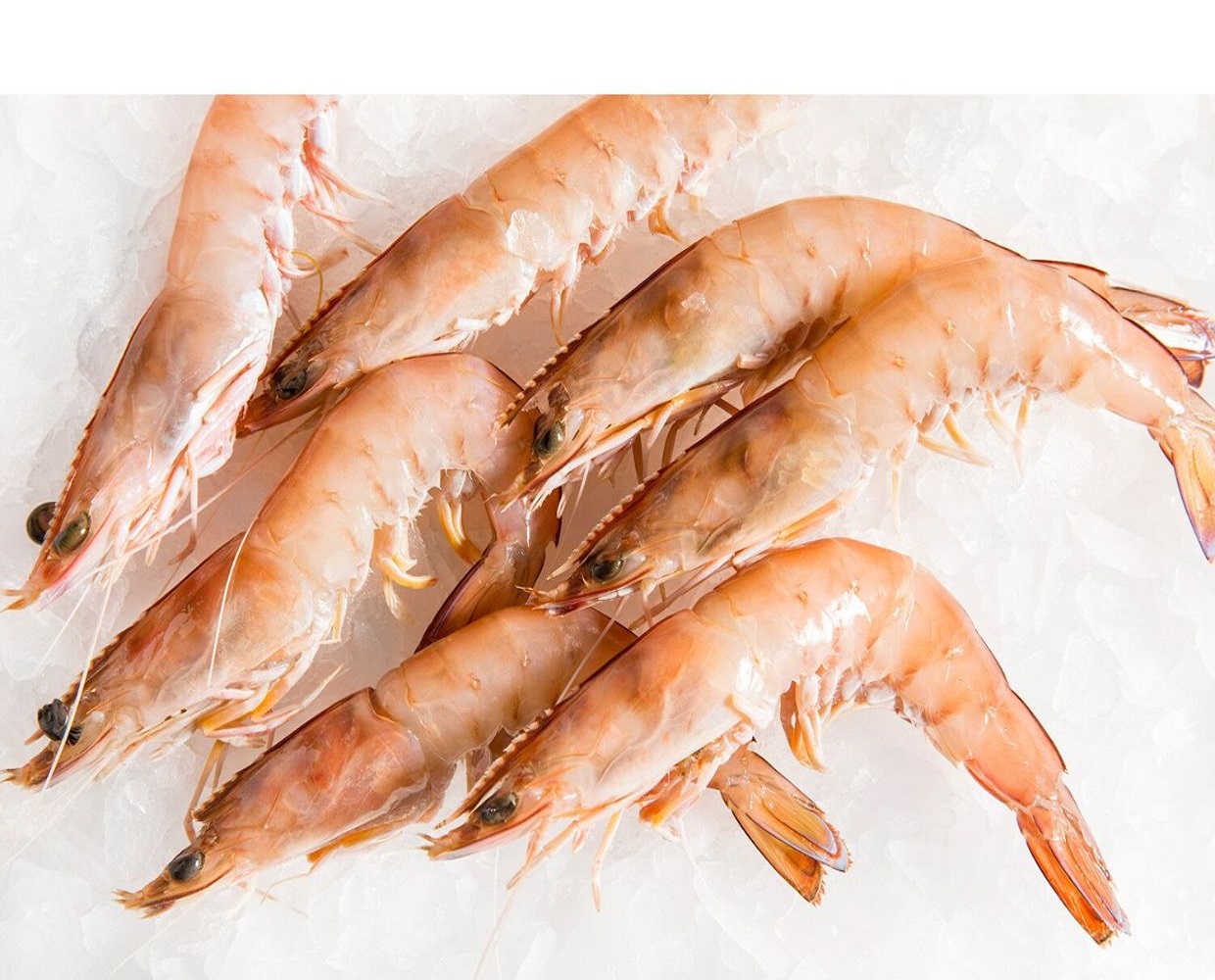 large prawns 2