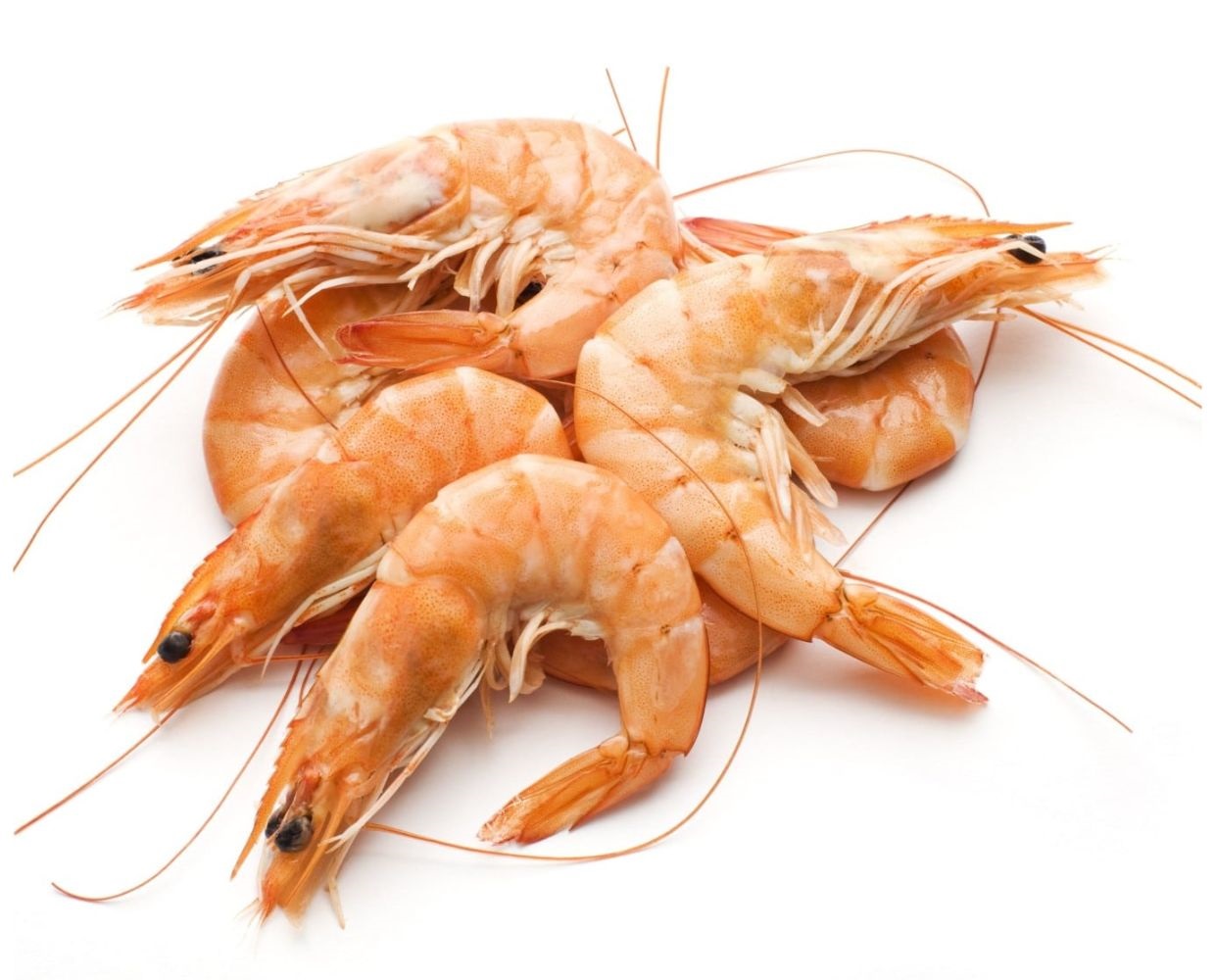 medium prawns 1