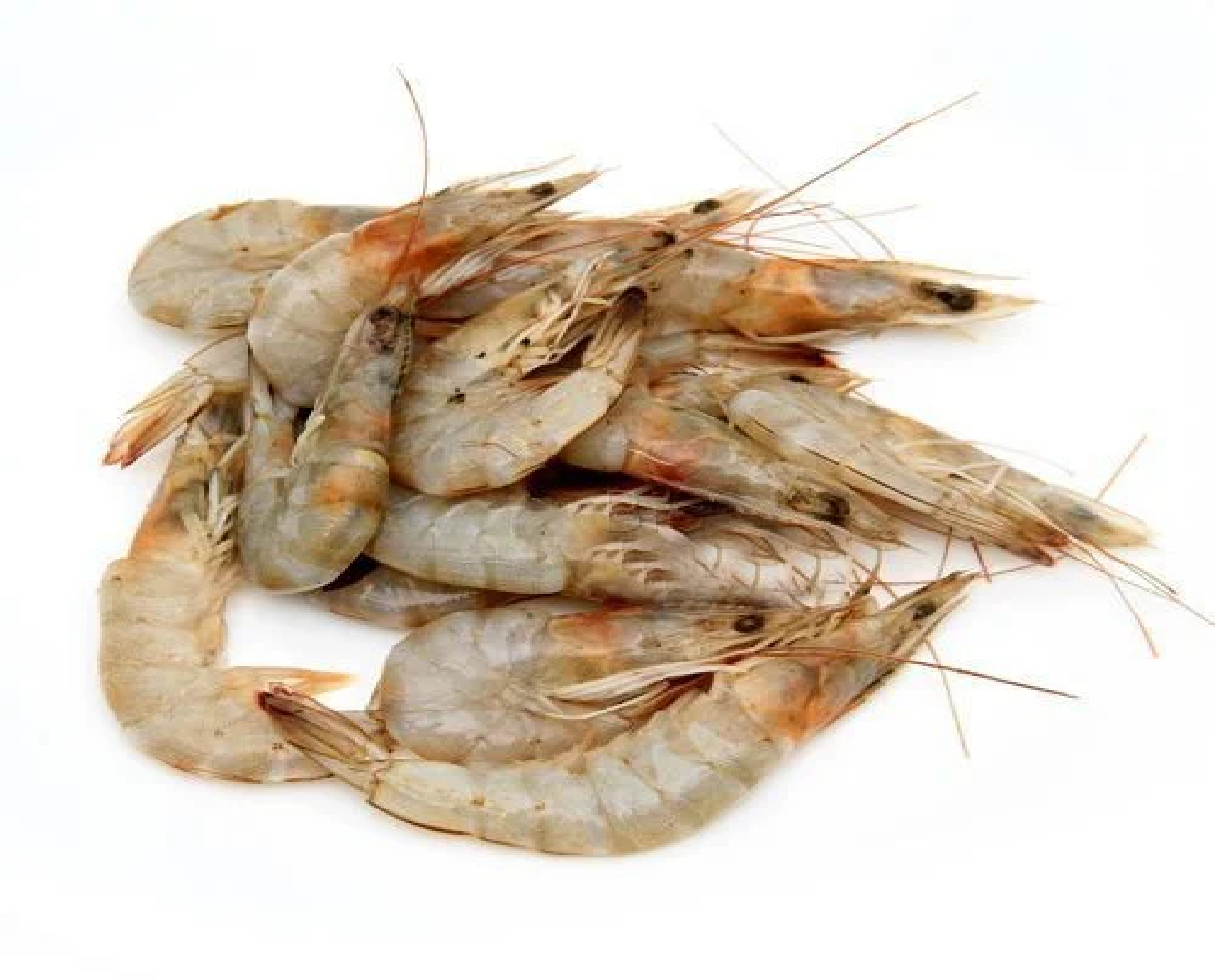 prawns Medium 3