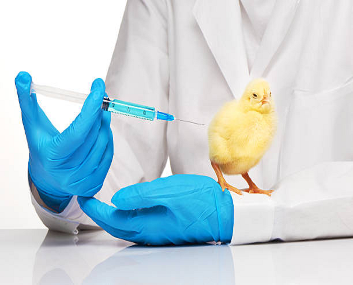 poultry vaccines